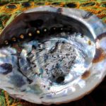 Abalone shell 15x13 cm size L