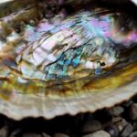 mušľa Abalone z Mexika / 12 x 8,5cm
