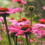 12 Echinacea vňať 50g