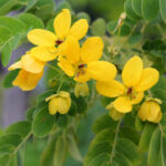 10 Kasia sennová (Senna) 50g