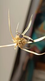 Prsteň Andara ♥ Andaré "Prstienok radosti" 4 15 mm / 1g - Image 2