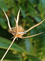 Prsteň Andara ♥ Andaré "Prstienok radosti" 8 15 mm / 1g - Image 2